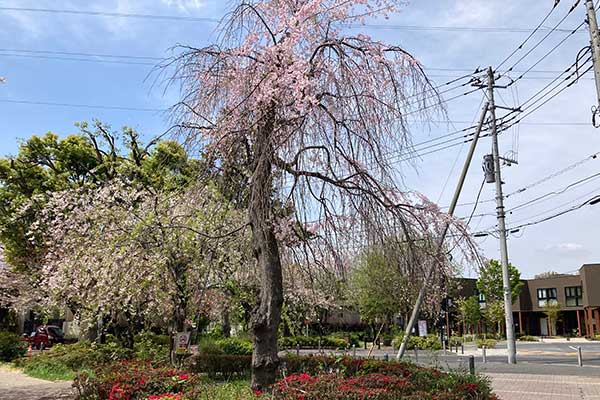 桜堤