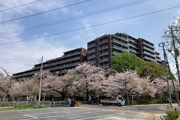 桜堤