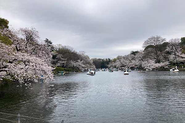 井之頭公園の写真