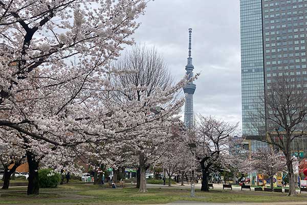 錦糸公園の写真