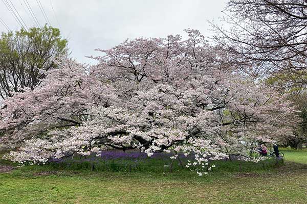 小金井公園の写真