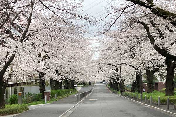 武蔵野桜堤の写真