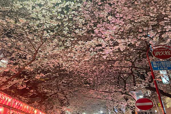 桜坂の写真