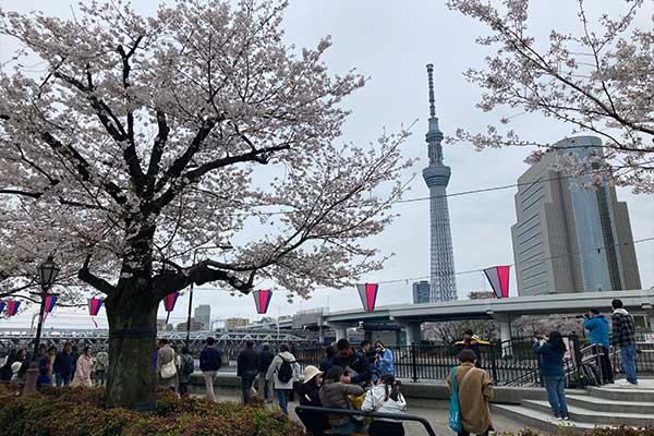 隅田川桜の写真